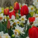 Keukenhof : le Paradis des bulbes à fleurs