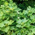 Taille du figuier : tout savoir pour une taille parfaite