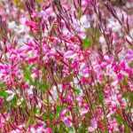 7 plantes en fleurs tout l’été