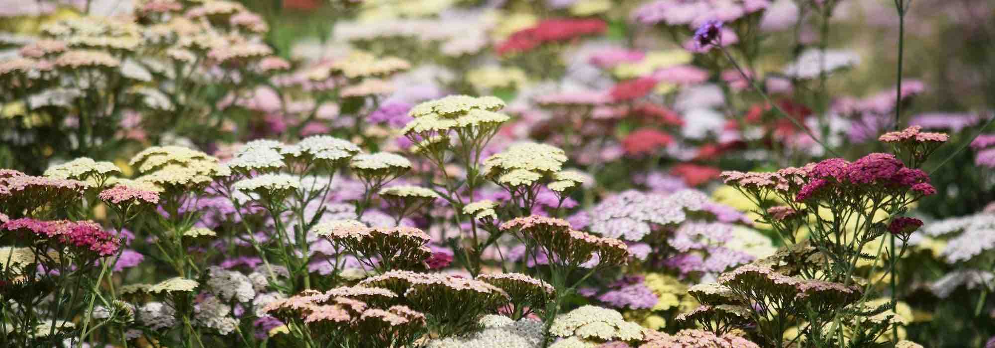 Les plus belles achillées