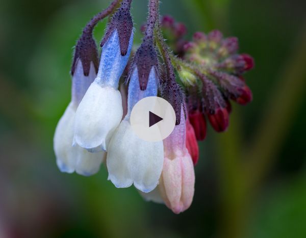 Consoude : une espèce à grandes fleurs à découvrir !