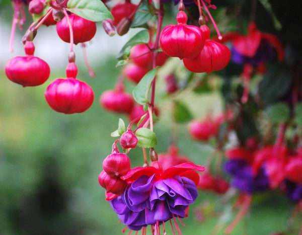 Comment pincer les fuchsias pour avoir plus de fleurs ?