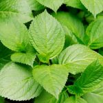 Mon hortensia ne fleurit pas : pourquoi ?