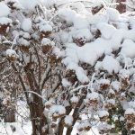 Choisir un hortensia selon sa résistance au gel