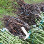 Pour vos plantations, misez sur les racines nues !