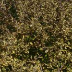 Corokia : plantation, entretien