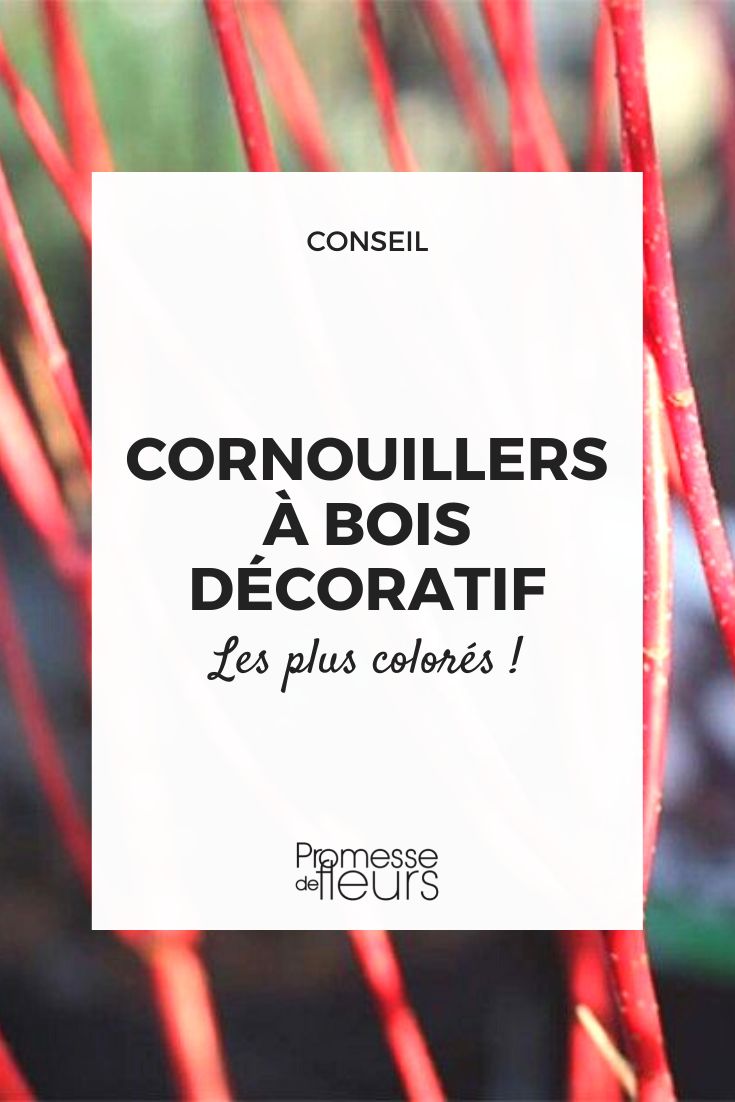 cornouillers a bois decoratif les plus colores