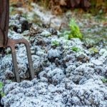 Que planter en hiver ?