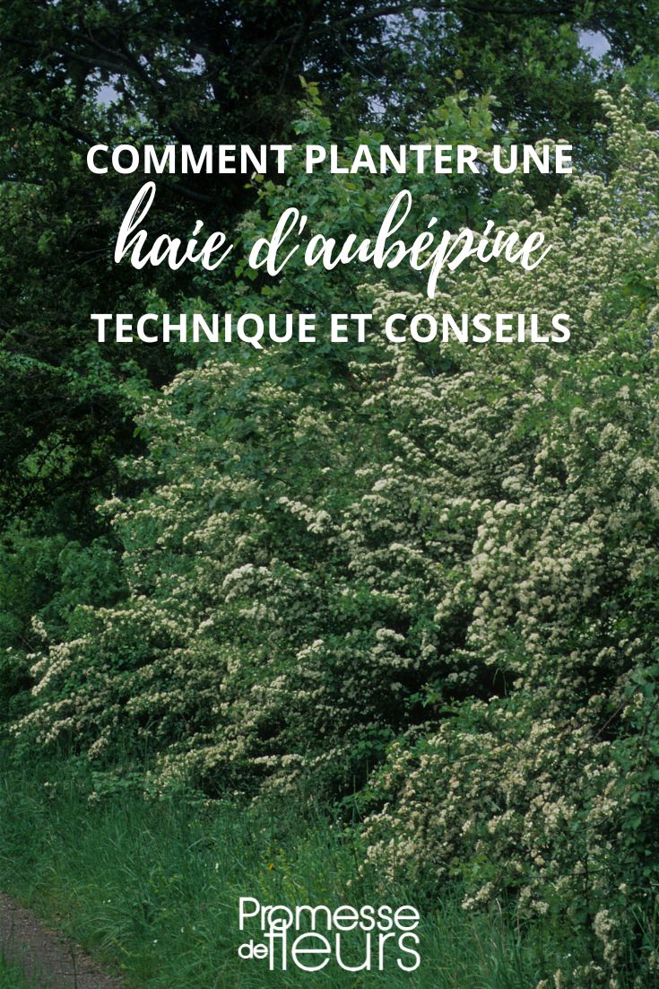 planter une haie d'aubepine