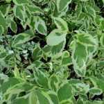 Cornouillers - Cornus : les plus beaux feuillages