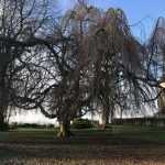 L'arbre de l'année 2022 : le Hêtre pleureur de Cassel (Hauts-de-France)