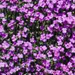 Aubriète : les 7 plus belles variétés