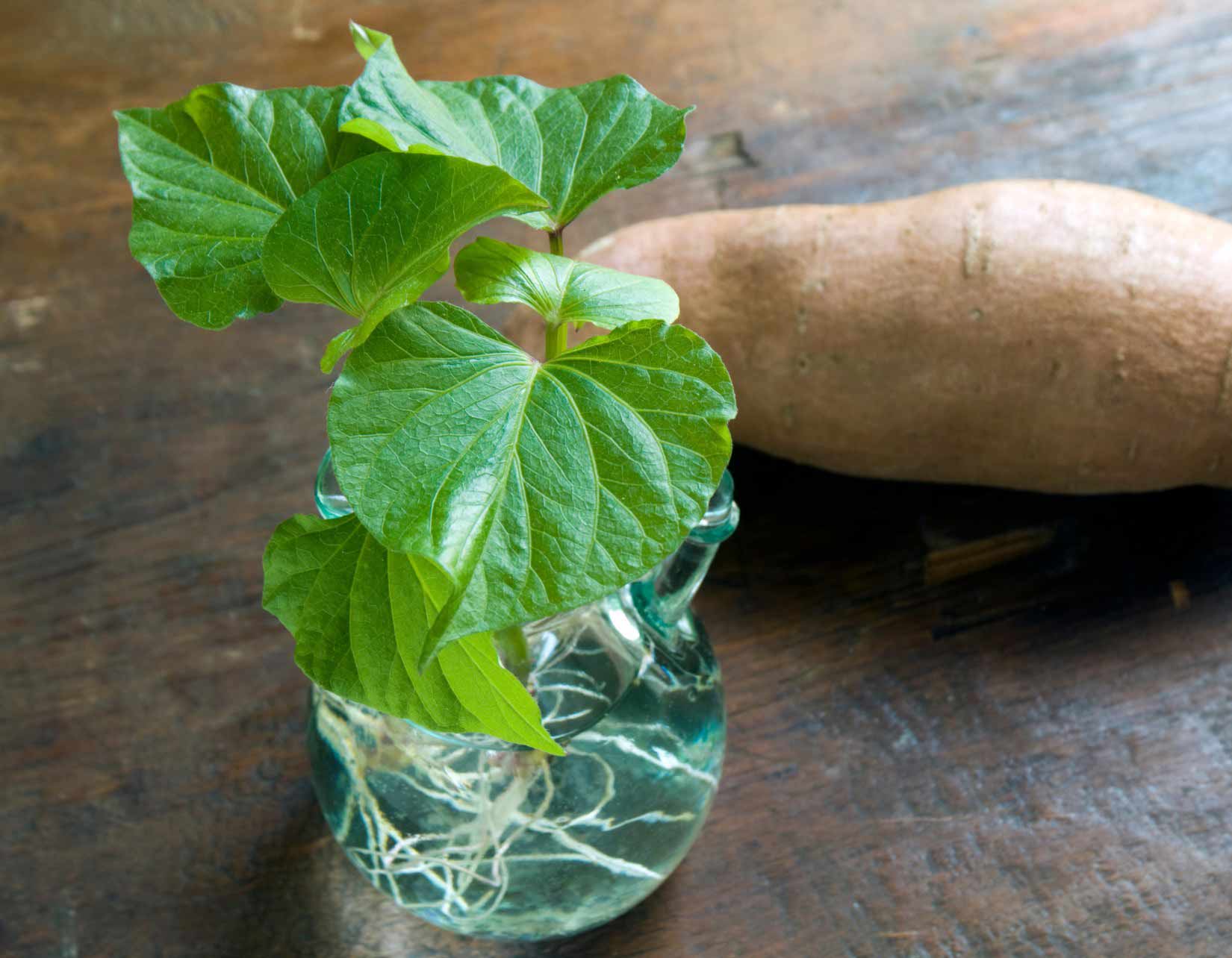 Comment faire germer et bouturer les patates douces ?