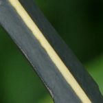 Choisir un Pseudopanax