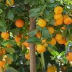 Comment cultiver le calamondin?