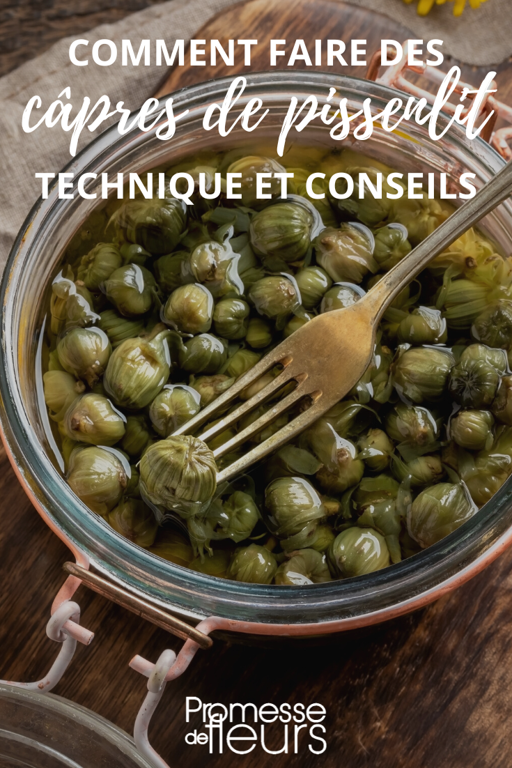 Recette des câpres de boutons de pissenlits