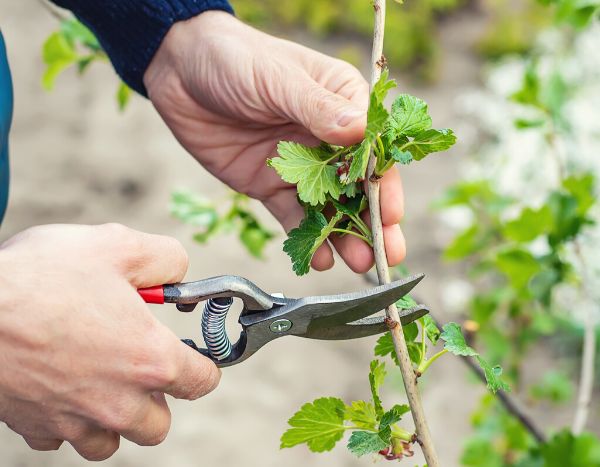 Comment tailler un groseillier à fleurs ?