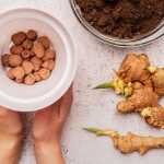 Planter du gingembre : comment faire pousser du gingembre facilement
