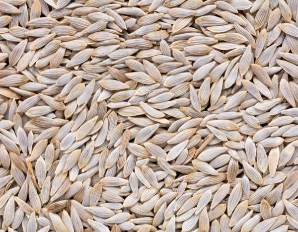 Comment récolter ses graines de laitues et salades