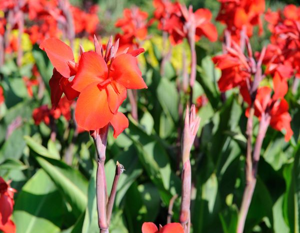 Comment multiplier ses cannas ?
