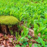 Comment diviser le muguet ?