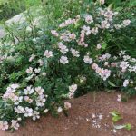 Chelsea Flower Show 2023 : Où sont passés les rosiers David Austin ?