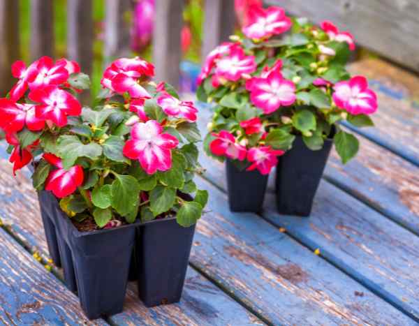 Comment semer l'impatiens ?