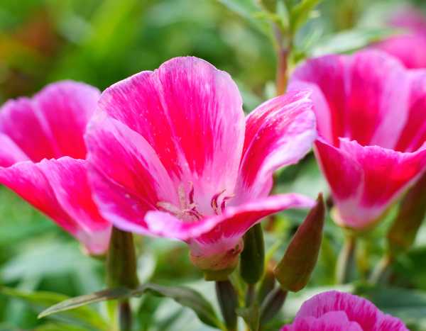 Comment semer le clarkia ?