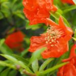 Grenadier : l'associer au jardin ou en pot