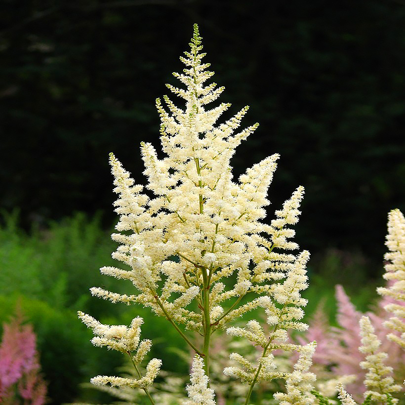 Astilbes à fleurs blanches